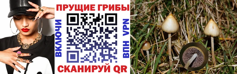 Псилоцибиновые грибы Psilocybe Невель